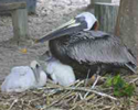 Pelican Man's Bird Sanctuary